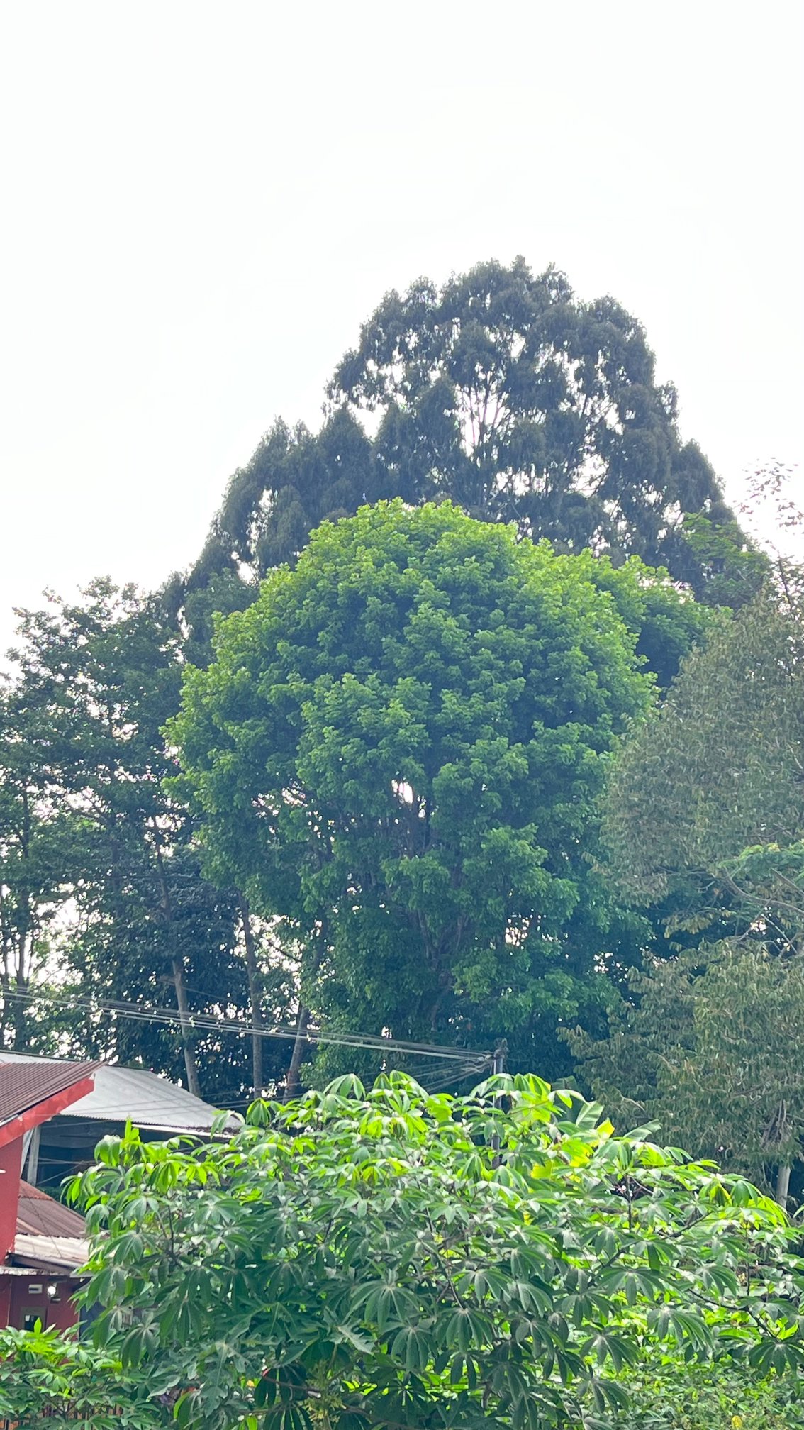 Foto Aduan